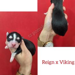 Reid - Black and white male Pomsky puppy in Mc Callsburg, Iowa from SZ Rolling Acres LLC