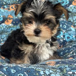 Jasper - Black and tan male Yorkshire Terrier puppy in Duncanville, Alabama from Bear Creek Dachshunds