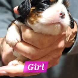 Bonnie - Tri-color female Cavalier King Charles Spaniel puppy in Longview, Texas from Casanova Cavalier King Charles Spaniels