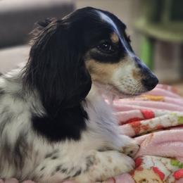 Gwen - Dachshund