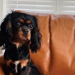 Loreena - Cavalier King Charles Spaniel