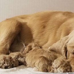 Haley - Cocker Spaniel