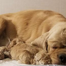 Haley - Cocker Spaniel