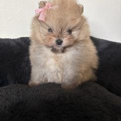 Pomeranian Puppies from Temple pomeranians