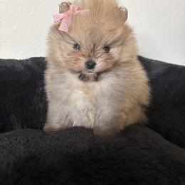 Pomeranian Puppies from Temple pomeranians
