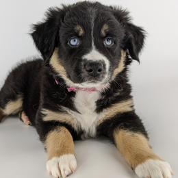 Australian Shepherd Puppies from MilkyWay Aussies with Tails