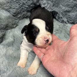 Australian Shepherd Puppies from Bullet & Whiskey’s Pups