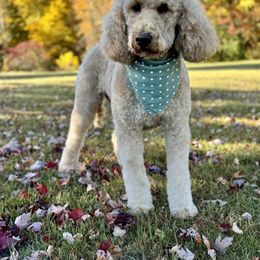 Bailey - Goldendoodle