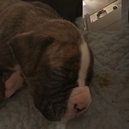 Boy 1 - Brindle male Boxer puppy in West Salem, Ohio from KCF Boxers