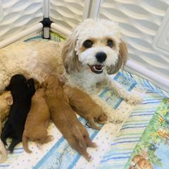 Cavachon Puppies from Liberty Pups
