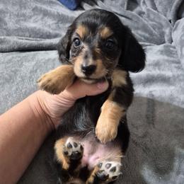 Mary - Black and tan female Dachshund puppy in Aiken, South Carolina from Paragon Puppies