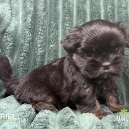 Gavriel - Black and tan male Shih Tzu puppy in Alice, Texas from Altas Palmas Shih Tzu