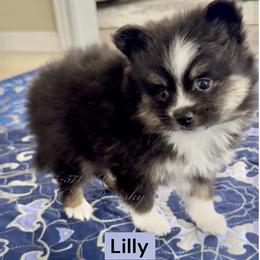 Lilly - Black and white female Pomsky puppy in Long Grove, Illinois from Windy City Pomsky