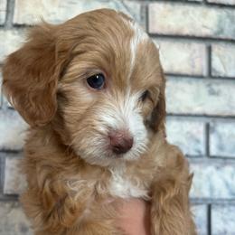 Sunny - Red female Aussiedoodle puppy in Nephi, Utah from Peachydoodlepups