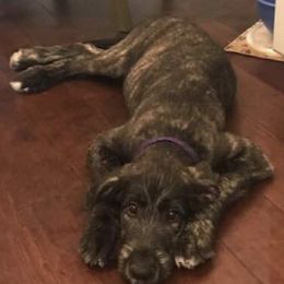 Irish Wolfhounds from Wild Clary Kennels
