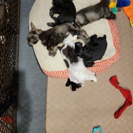 Miniature Schnauzer Puppies from Dees Schnauzers