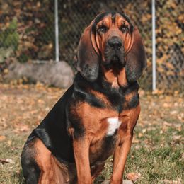 Lady - Bloodhound