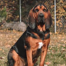Lady - Bloodhound