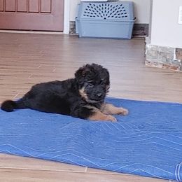 German Shepherd Puppies from Schonwasser Shepherds