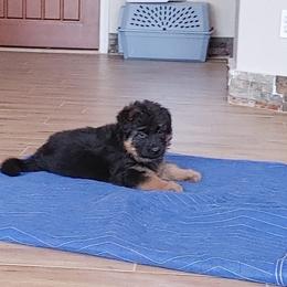 German Shepherd Puppies from Schonwasser Shepherds
