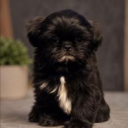 Blue Collar - Black male Shih Tzu puppy in Waynesboro, Pennsylvania from Big Win Shih Tzus