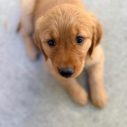 7 - Dark golden female Golden Retriever puppy in Smithfield, Utah from Golden Palms Puppies