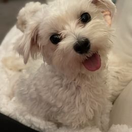 Coco - Maltese