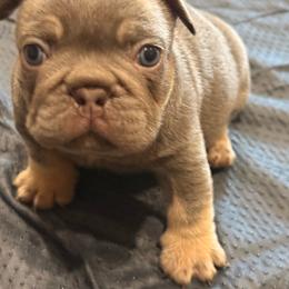 Zeus - Blue fawn male French Bulldog puppy in Chula Vista, California from House of Pugs and French BullDogs