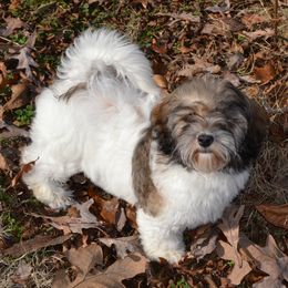 Mozel - Havanese