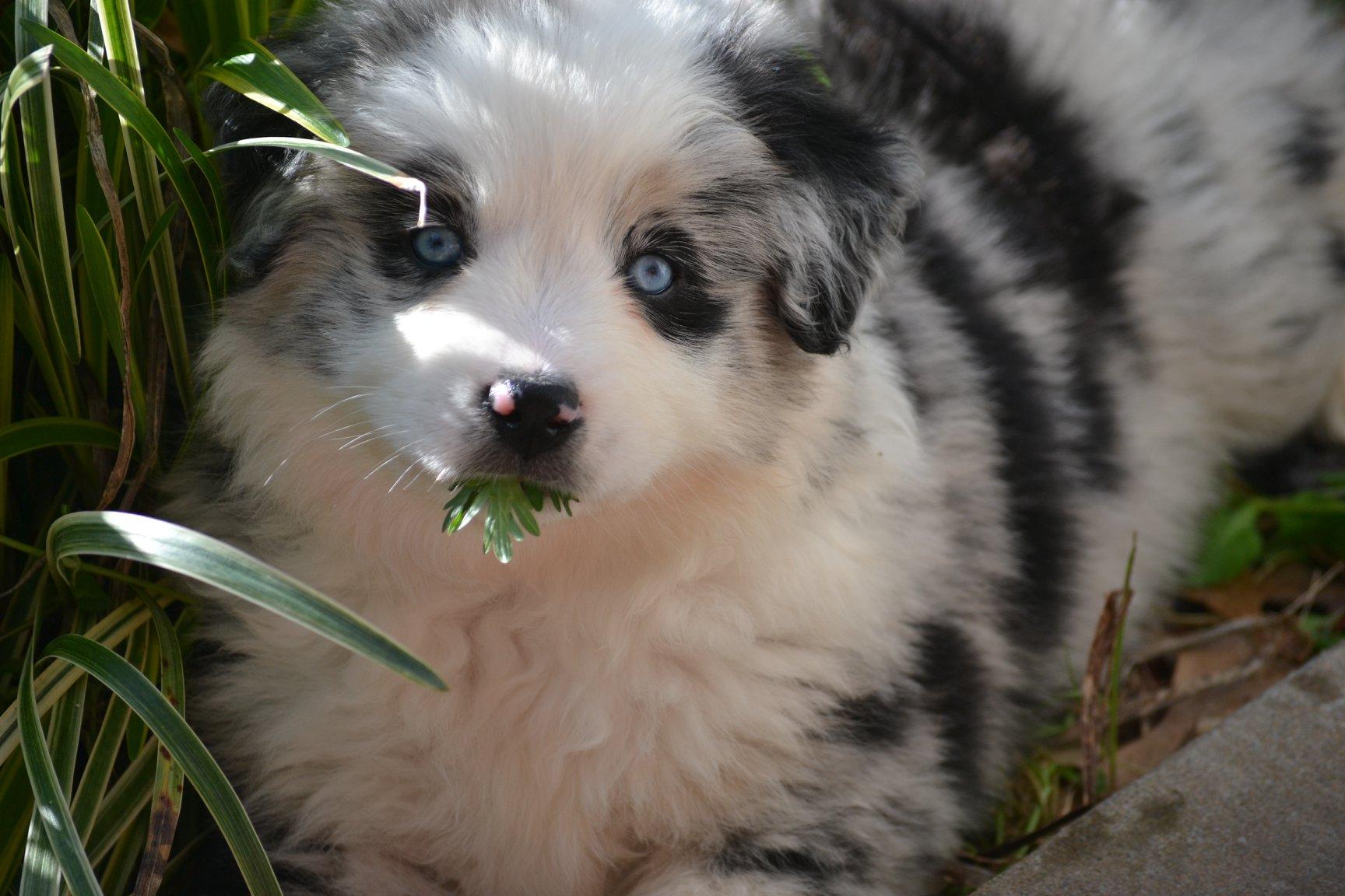 Meet Harley: Our New Australian Shepherd Puppy!, image size:1728x1152
