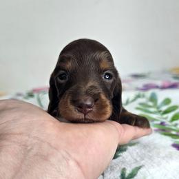 Chocolate and tan longhaired female - Chocolate and tan female Dachshund puppy in Belle Rive, Illinois from Akin's Miniature Dachshunds, LLC