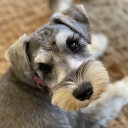 Miniature Schnauzers from Woofs and Wiggles