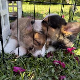 Pembroke Welsh Corgi Puppies from Holly's Pembroke Welsh Corgis
