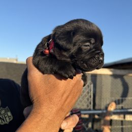 Girl 8 - Cane Corso puppy from Busch Kennels LLC