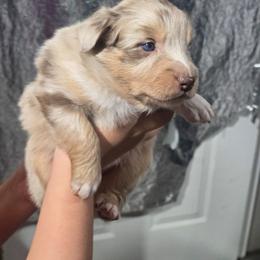 DORY Red merle (with natural bobbed tail) - Red merle female Australian Shepherd puppy in Rainsville, Alabama from Chaparro Farm Aussies