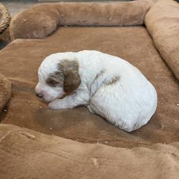 Boy 4 - Blenheim male Cavapoo puppy in Sugarcreek, Ohio from True Hearted Doodles