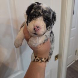 Betty - Blue merle female Aussiedoodle puppy in Galena, Illinois from Perry's doodles