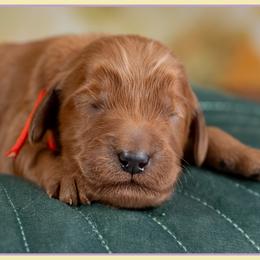 Van - Red  male Goldendoodle puppy in Connersville, Indiana from Deaz Doodle Ranch