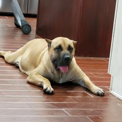 Tikka - Perro de Presa Canario