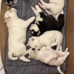 Siberian Husky Puppies from Loveland Siberian Huskies