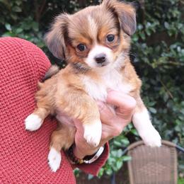 Iris - Black sabled fawn female Chihuahua puppy in Indian Trail, North Carolina from Carry On Chihuahuas