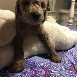 Goldendoodle Puppies from Da Ruba Doodles