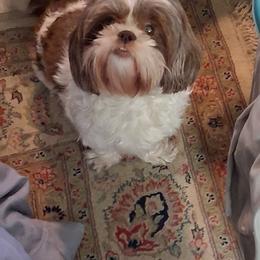 Katie - Shih Tzu