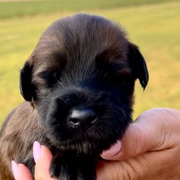 Boy 4 - Soft Coated Wheaten Terrier puppy in Illinois from Sarabeth's Friendly Pups