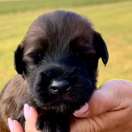 Boy 4 - Soft Coated Wheaten Terrier puppy in Illinois from Sarabeth's Friendly Pups