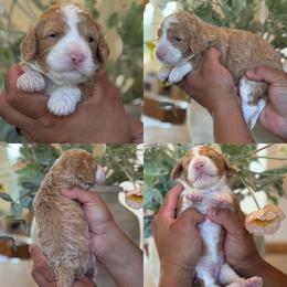 Pinky - Red female Bernedoodle puppy in Yuciapa, California from AlltheDoodlez_