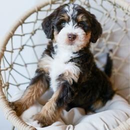 Hazel - female Australian Mountain Doodle puppy in Spanish Fork, Utah from K Brand Doodles