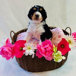 Lilly - Tri-color female Bernedoodle puppy in Harpers Ferry, West Virginia from Oso Perfect Poodles and Doodles