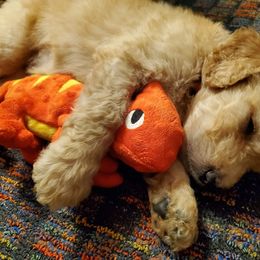 Goldendoodle Puppies from Soule Buddies