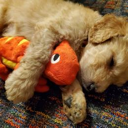 Goldendoodle Puppies from Soule Buddies